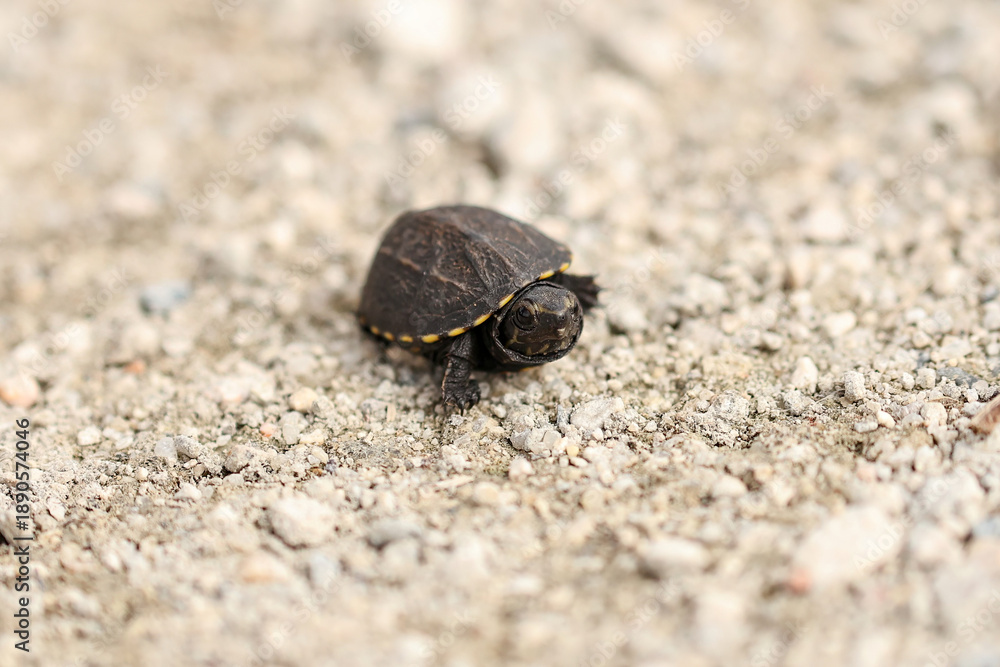 Obraz premium Cutest Ever Baby Turtle 