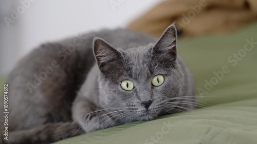 Wallpaper Mural Gray Cat with Yellow Eyes Observing Room Curiously Torontodigital.ca