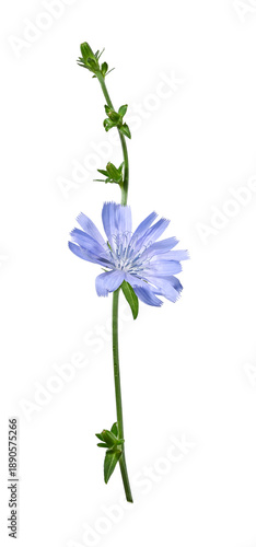 Single chicory flower with stem and buds isolated on white background. Design element for creating botanical compositions, cards, invitations, frames.