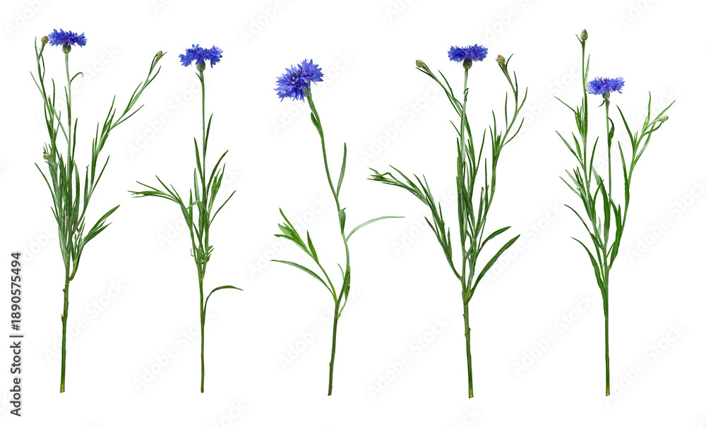 Fototapeta premium Set of blue cornflowers isolated on white background. Wild Centaurea cyanus plants with flowers, buds and green stems in natural form.