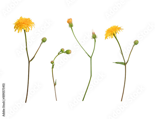Vászonkép Set of Crepis tectorum wildflowers isolated on white background