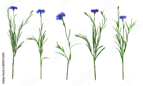 Set of blue cornflowers isolated on white background. Wild Centaurea cyanus plants with flowers, buds and green stems in natural form.