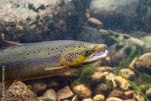 Wild salmon in the Laerdalselvi river passing by the Salmon museum in Laerdalsoyri
