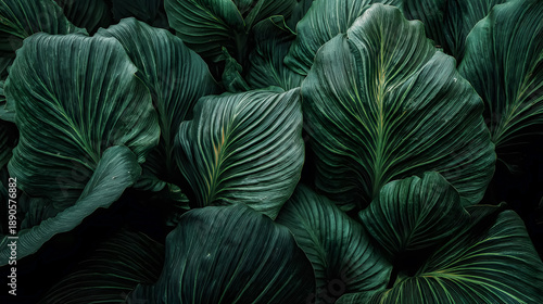 Large dark green leaves with light green veins