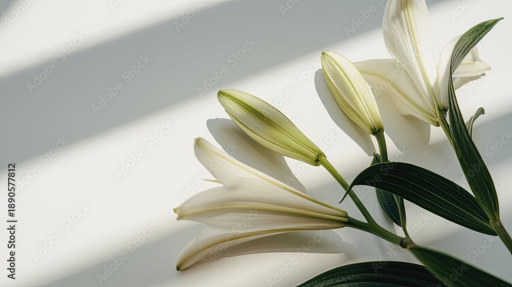 Fototapeta premium Delicate white lilies in soft light 