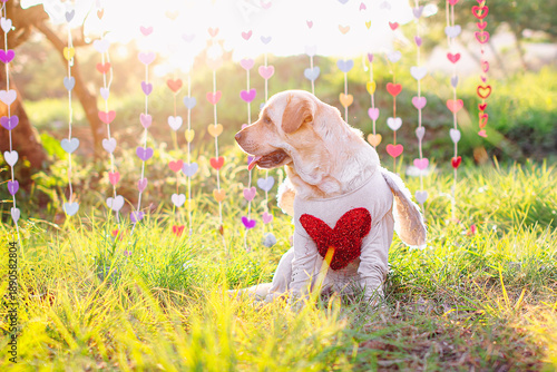 Cute labrador wearing angel wings and red heart shirt sitting on green grass with colorful hanging hearts. Valentine’s Day, love, pet greeting card, romantic holiday concept