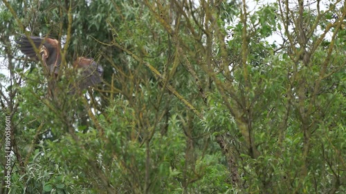 Wallpaper Mural An adult purple heron (Ardea purpurea) flying to another branch high in a tree in early spring Torontodigital.ca