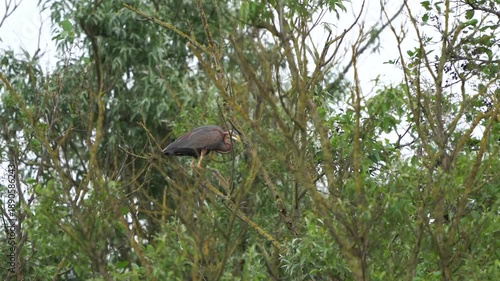 Wallpaper Mural An adult purple heron (Ardea purpurea) balancing on a branche high in a tree in early spring Torontodigital.ca