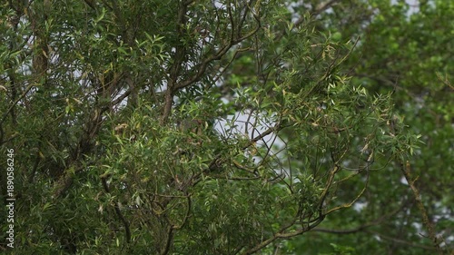 Wallpaper Mural An adult purple heron (Ardea purpurea) tears off a branch high in a tree and flies away with it in early spring Torontodigital.ca