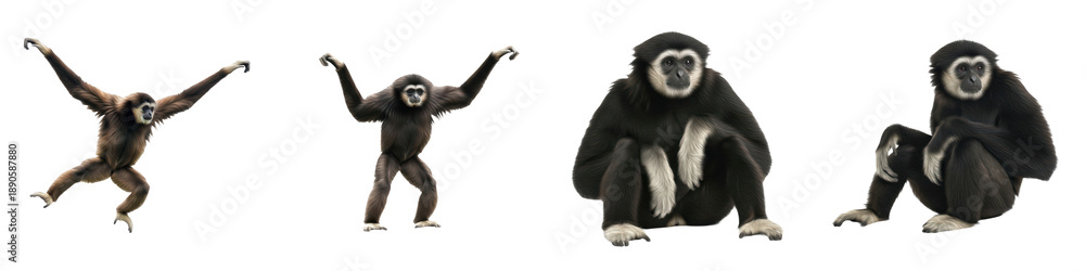 Fototapeta premium Set of Gibbon Full Body Poses in Various Angles, Primate Wildlife Animal Collection Isolated on White, PNG Oil Paint