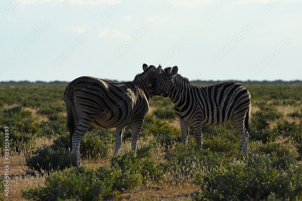 Obraz premium Steppenzebras (Equus quagga) im Etoscha Nationalpark im Morgenlicht