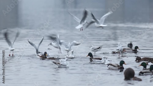 Ducks, gulls and coots competiting for food on winter river in Europe