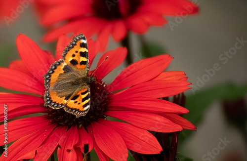 close-up photo of a butterfly on a red flower 