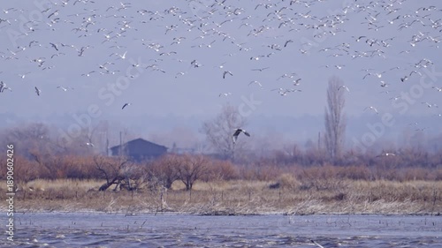 Seagulls flying through the sky as a long Heron flies through in slow motion over Utah Lake.