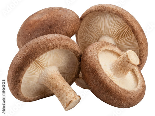 Foto Close up of four fresh brown shiitake mushrooms showing caps gills and stems