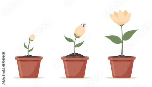 Growth stages of potted flower plant showing blooming process from bud to full bloom.