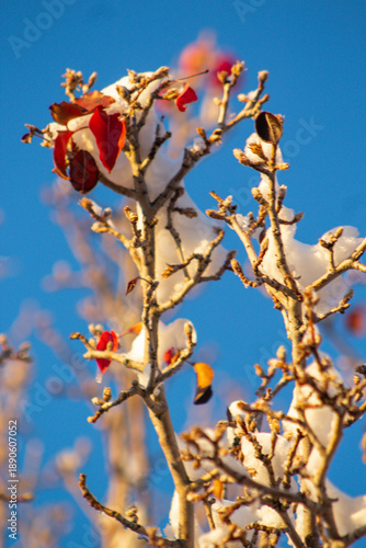 fall foliage covered in snow
