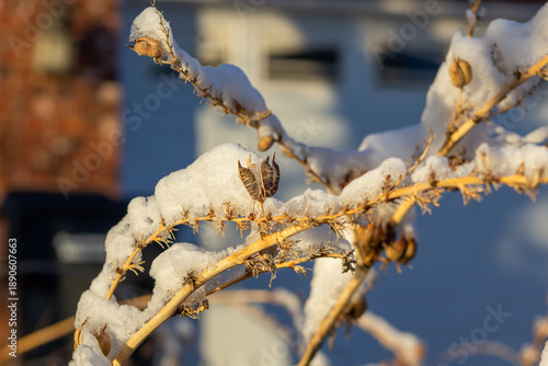 frost on the branches