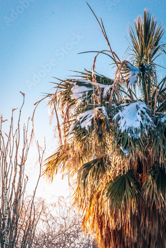 palm tree branches against blue sky covered in snow