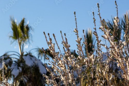 reed against blue sky in winter covered in snow