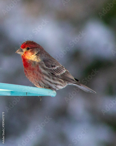 robin on a branch in the snow