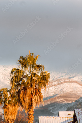 palm tree in the desert covered in snow