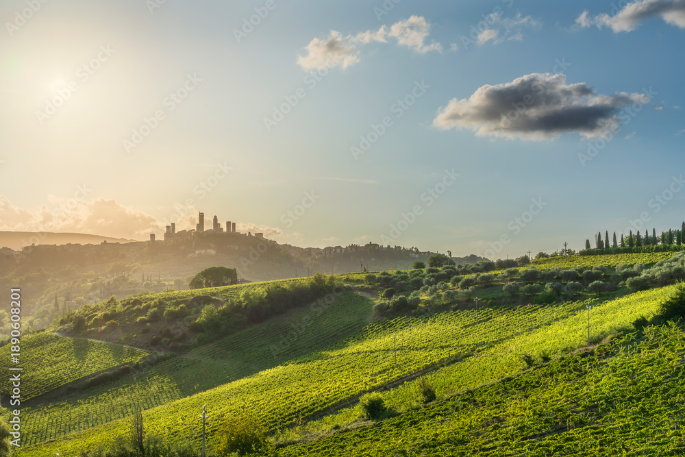 Fototapeta premium San Gimignano Skyline and Vineyards at Sunset, Tuscany
