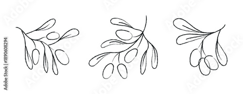 A collection of hand-drawn olive branch illustrations in a line art style. Charcoal sketch of olive branches. Vector illustration.