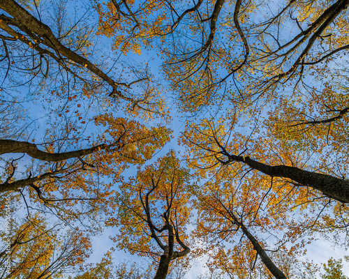 A tree canopy above displays vibrant yellow fall foliage autumn leaves, and crown shyness in Shenandoah National Park, Virginia