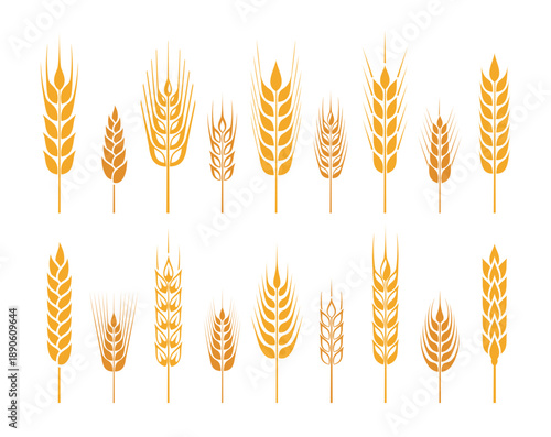 Wheat ear. Set of cereal signs and symbols. Wheat icons set. Grain, ear of wheat and wreath. Organic wheat, bread agriculture and natural eat, rice isolated on white background. Isolated silhouette. V