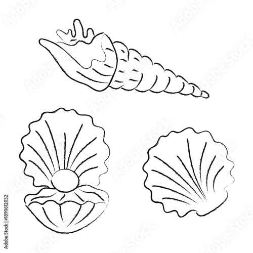 A collection of hand-drawn line art illustrations of shells. A shell with a pearl. A charcoal sketch of shells. A vector illustration with a nautical theme.
