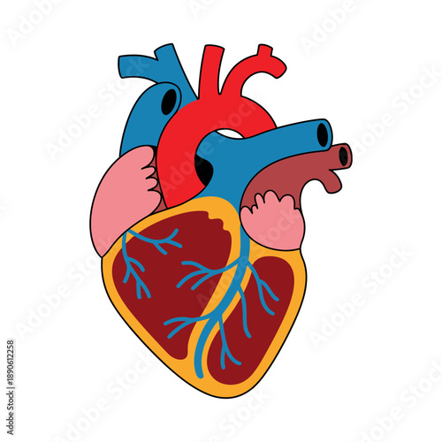 Anatomical illustration of a human heart with visible chambers and blood vessels