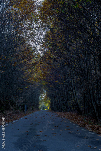 Wallpaper Mural Autumn tree tunnel road Torontodigital.ca