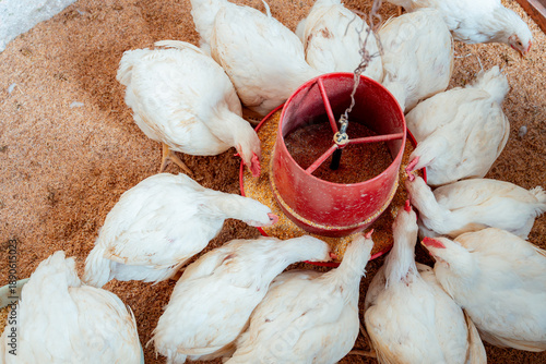 White broiler chickens eating feed from circular feeder