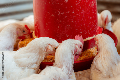 White broilers eating feed from red poultry feeder