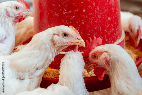 White broiler chickens feeding in a poultry farm