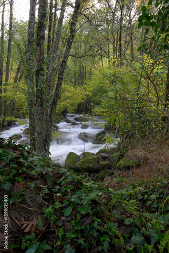 Forest creek with mossy rocks