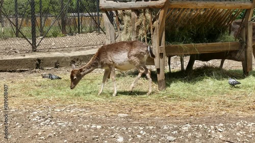 Female deer in a natural environment. Wildlife mammal animal.