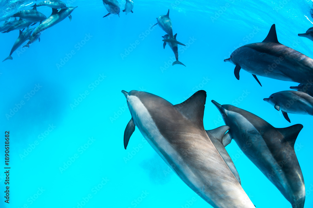 Obraz premium Pod of spinner dolphins swimming gracefully in clear blue water near the surface of the Red Sea, Egypt.