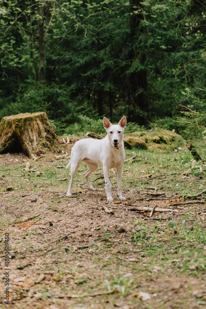 Obraz premium white dog walks in woods or park in the summer. a pet in a green forest. dog training. taking care of animals, having a happy time in nature in solitude. a kennel or a shelter for dogs.