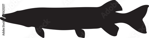 Pike Silhouette on White Background