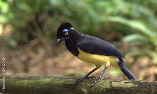 cyanocorax