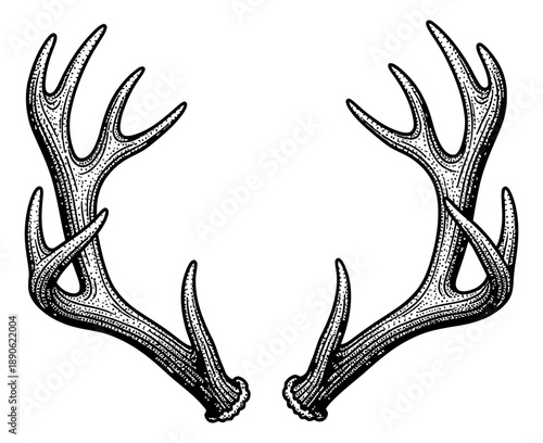Vintage hand drawn line art antlers set featuring a pair of deer horns in engraving style for rustic, wildlife, or hunting designs