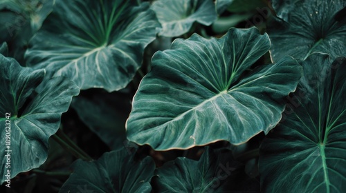 Wallpaper Mural Thick glossy leaves in various shades of green are layered closely together showcasing their unique shapes and veins in a tropical garden setting under bright sunlight. Torontodigital.ca