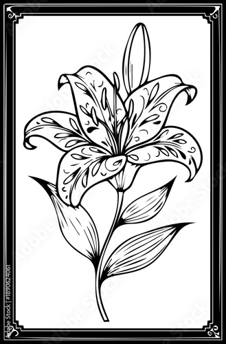A beautiful black and white vector illustration of a lily flower in a decorative frame