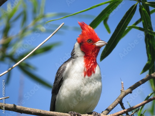 Cardinal