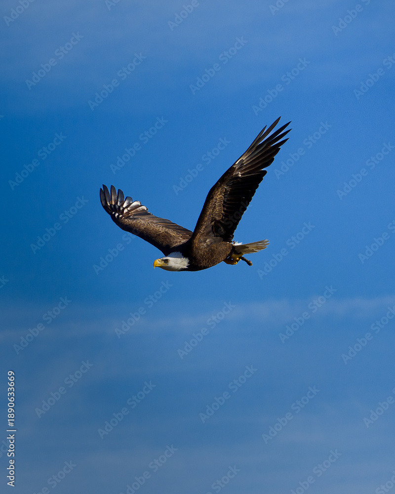 Obraz premium Bald Eagle Flying