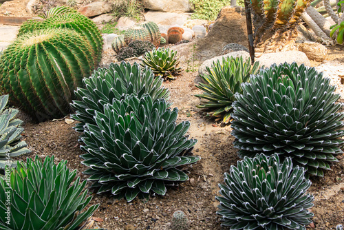 Wallpaper Mural Agave victoriae-reginae ,cactus in the garden Torontodigital.ca