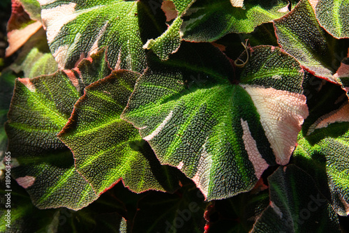Wallpaper Mural A close up view of a Begonia plant with large Torontodigital.ca