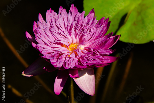 Wallpaper Mural beautiful pink lotus flower blooming Torontodigital.ca